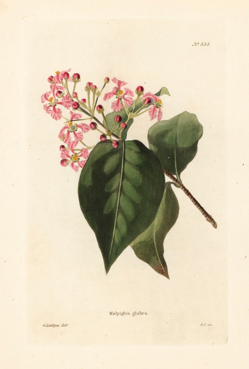 Malpighia glabra. Ručně kolorovaná mědirytina od George Cookea podle ilustrace George Loddigese z botanického kabinetu Conrada Loddigese, Hackney, Londýn. od Unbekannter Künstler
