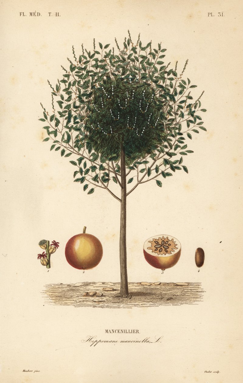 Manchineel nebo manchionel strom, Hippomane mancinella, Mancenillier od Unbekannt