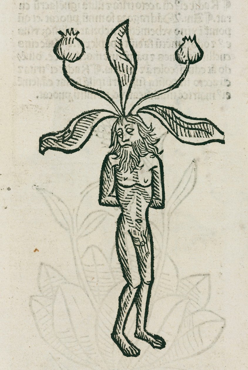 Mandragora od Unbekannt