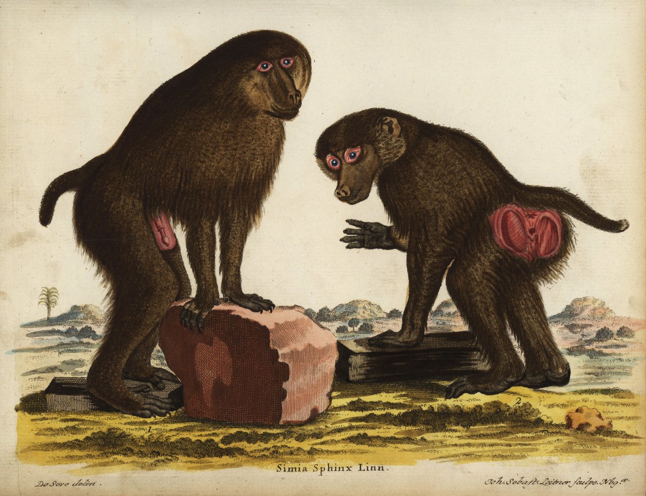 Dokonce i mandril, Mandrillus sphinx. Zranitelný. Simia sphynx Linn. Ručně kolorovaná mědirytina Johanna Sebastiana Leitnera podle ilustrace Jacquese de Seveho z knihy Johanna Christiana Daniela Schrebera Zvířecí ilustrace podle přírody aneb Schreber