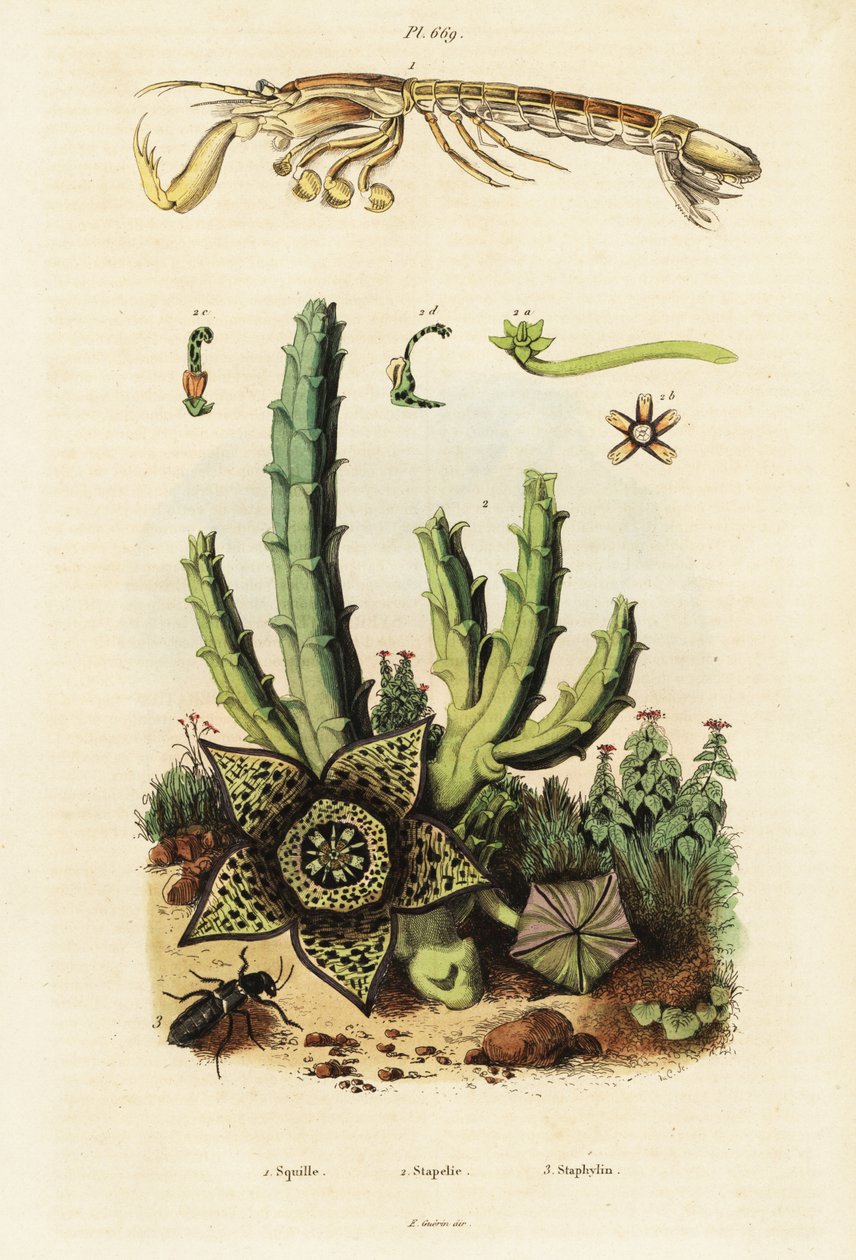 Kreveta kudlanka, hvězdný květ a brouk., 1834-1839 (rytina) od Unbekannter Künstler