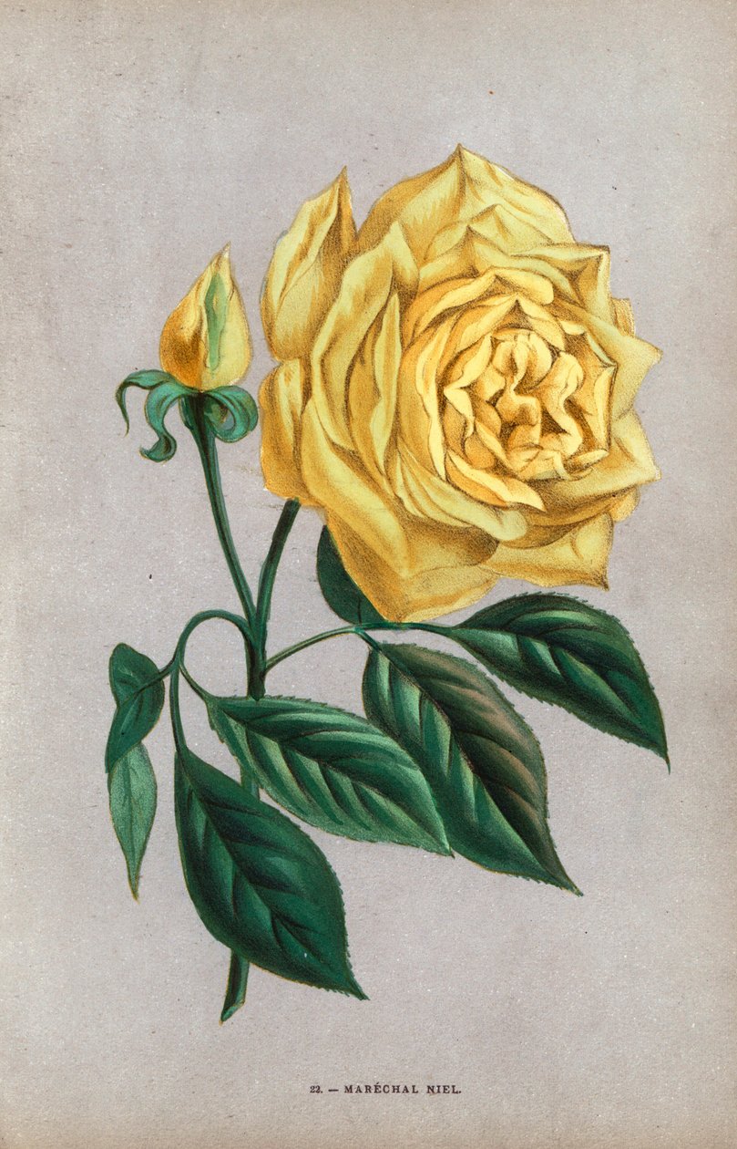 Růže Marechal Niel, žlutá odrůda lískové růže vyšlechtěná v Montaubanu v roce 1864. Chromolitografie nakreslená a litografovaná podle přírody F. Grobonem podle knihy Hippolyte Jamaina a Eugena Forneyho "Les Roses", Paříž, J. Rothschild. od Unbekannter Künstler