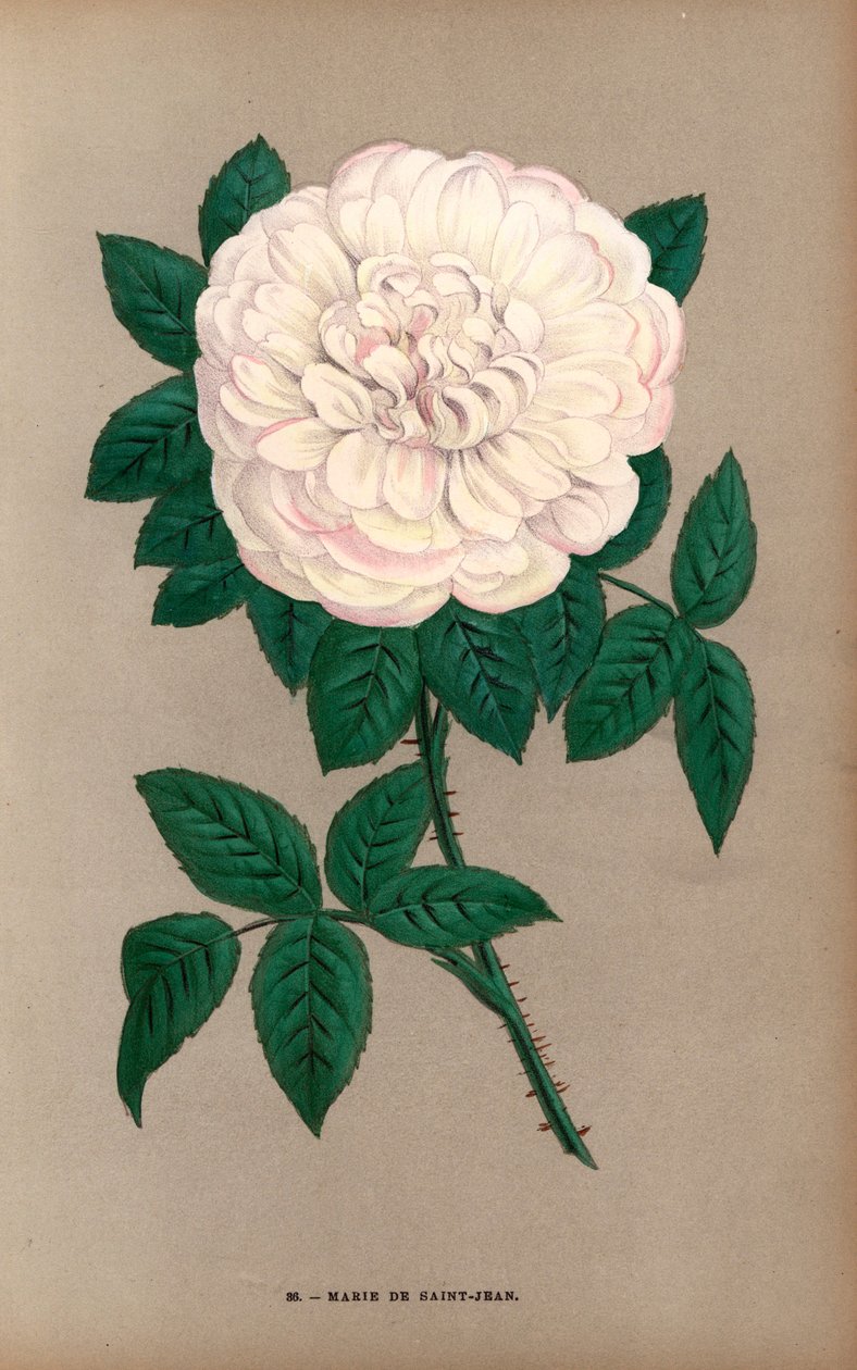 Růže Marie de Saint-Jean, odrůda portlandské růže, Rosa portlandica, vyšlechtěná panem Damaizinem v Lyonu v roce 1869. Chromolitografie nakreslená a litografovaná podle přírody F. Grobonem podle knihy Hippolyte Jamaina a Eugena Forneyho "Les Roses", Paříž, od Unbekannter Künstler