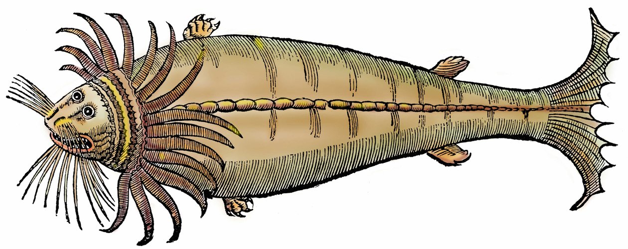 Mořský tvor, xylografie převzata z "Paralipomena accuratissima historiae omnium animalium quae in voluminibus Aldrovandi desiderantur/Bartholomaeus Ambrosinus... summo labore collegit; Marcus Antonius Berna bibliopola bononiensis propriis sumptibus i od Unbekannter Künstler