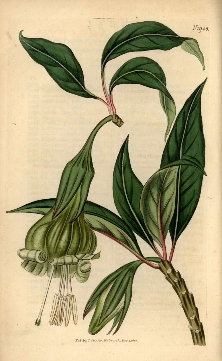 Markea viridiflora (Solandra viridiflora). Ručně kolorovaná mědirytina z Botanical Magazine Samuela Curtise, Londýn od Unbekannter Künstler