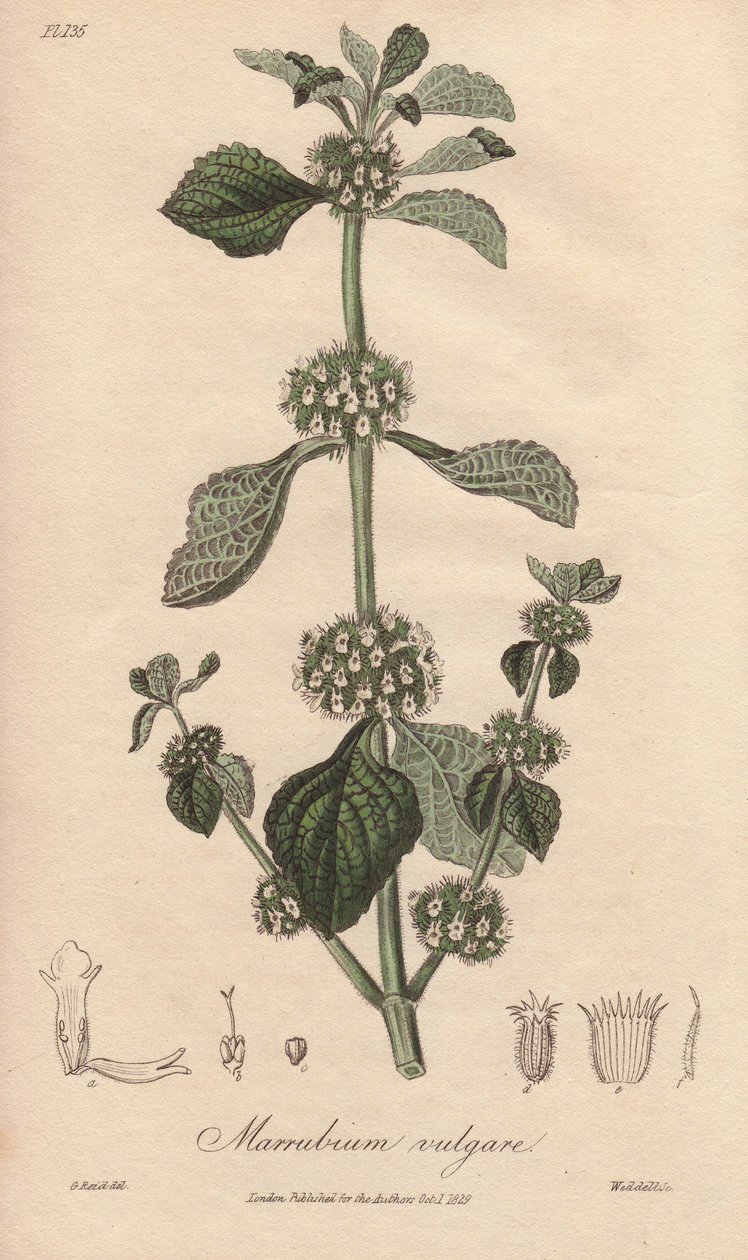 Marrubium vulgare (Marrubium vulgare) - Silná voda Williama Clarka k ilustraci knihy "Medical Botanical, Description of the Medicinal Plants of London, Edinburgh and Dublin" od Johna Stephensona a Jamese Morsse Churchilla, vydané v Londýně Johnem Churchile od Unbekannter Künstler