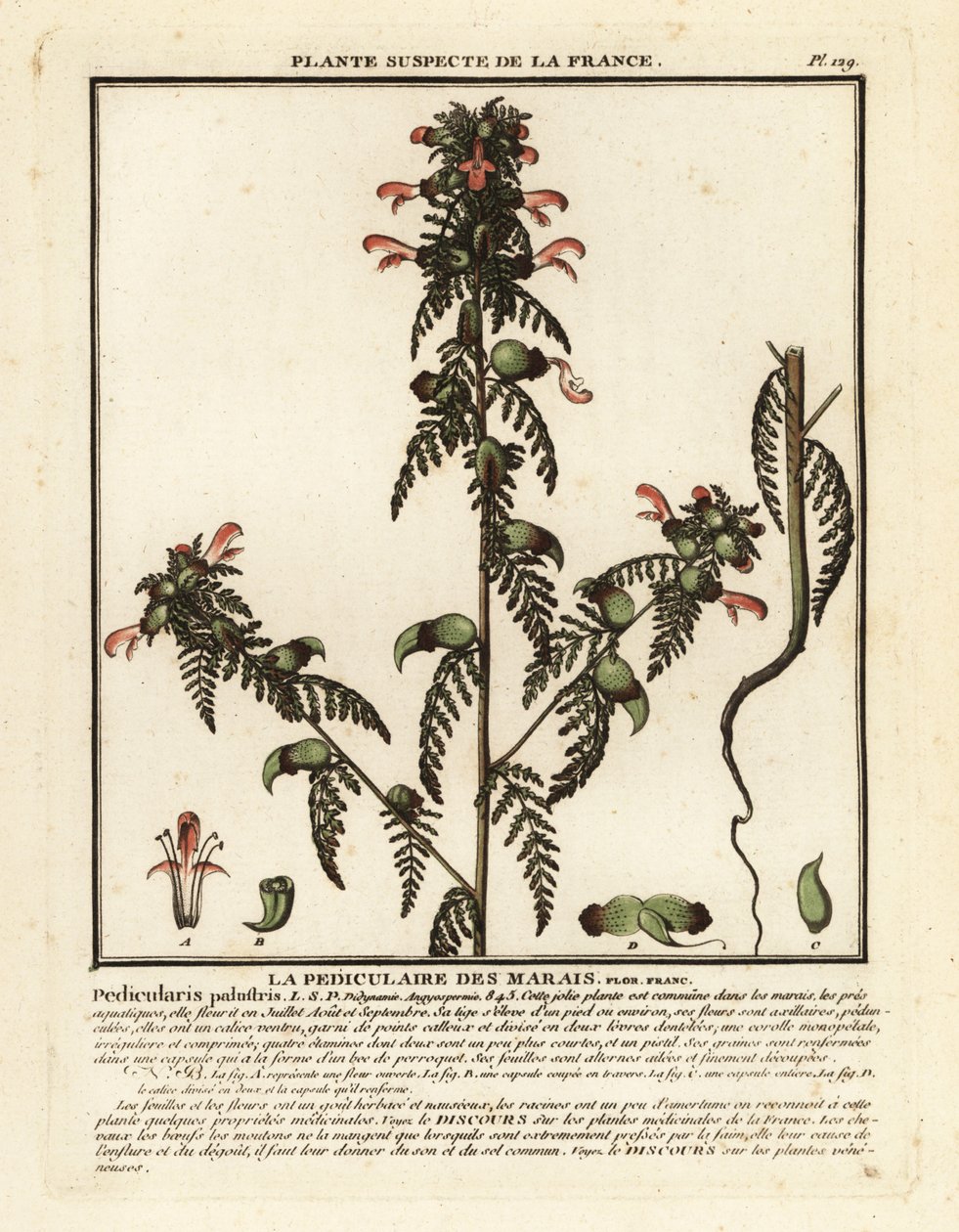 Všivec bahenní, Pedicularis palustris. od Unbekannter Künstler