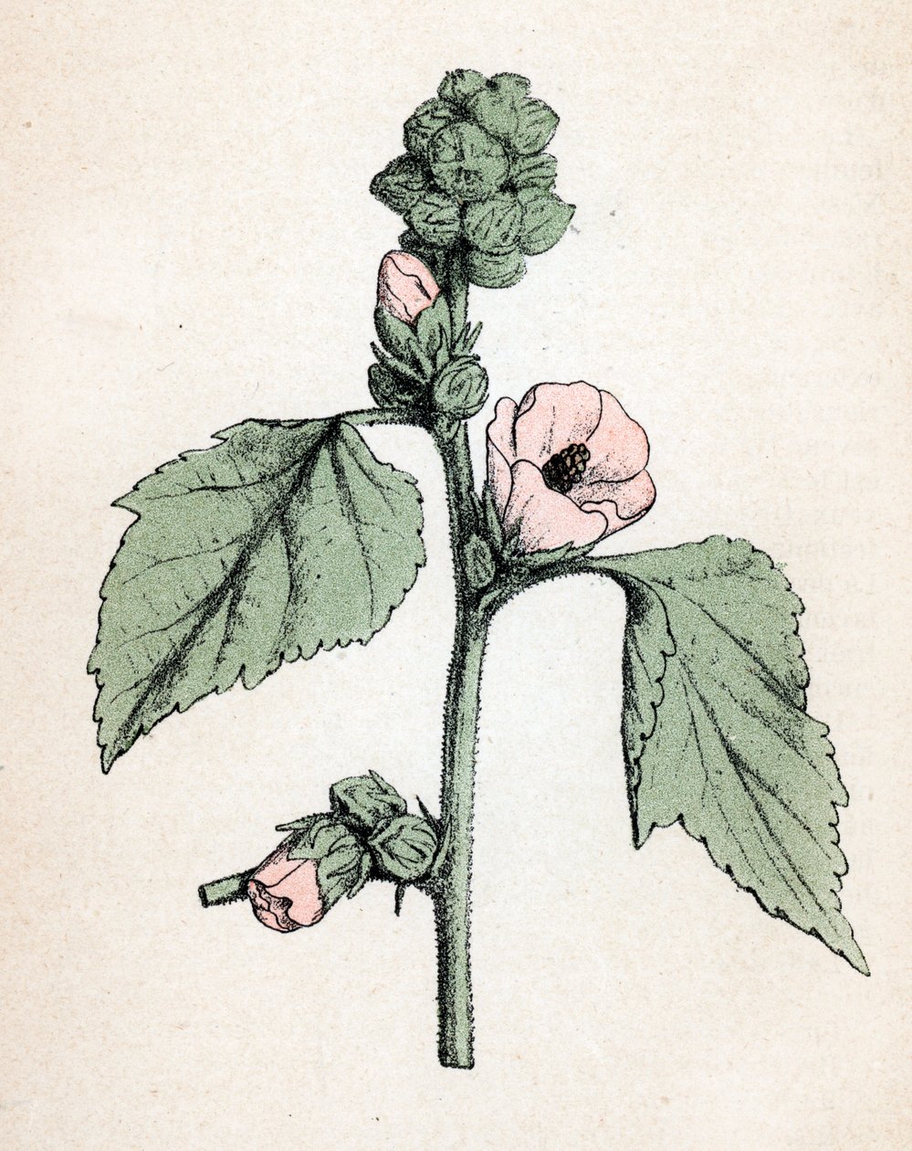 Marshmallow officinale (Althaea officinalis) (Sléz lékařský) (marshmallow, marsh mallow) Botanická tabulka z "Atlas colorie des plantes medicinales" od Paula Hariota od Unbekannter Künstler