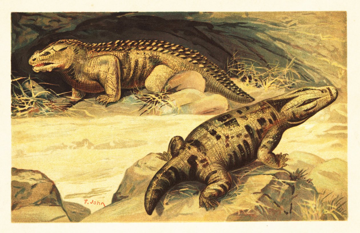 Mastodonsaurus a Pareiasaurus. 1908 (litografie) od Unbekannter Künstler
