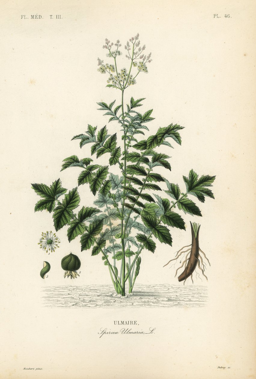 Luční nebo medovinová sladina, Filipendula ulmaria, Spiraea ulmaria, Ulmaire od Unbekannt