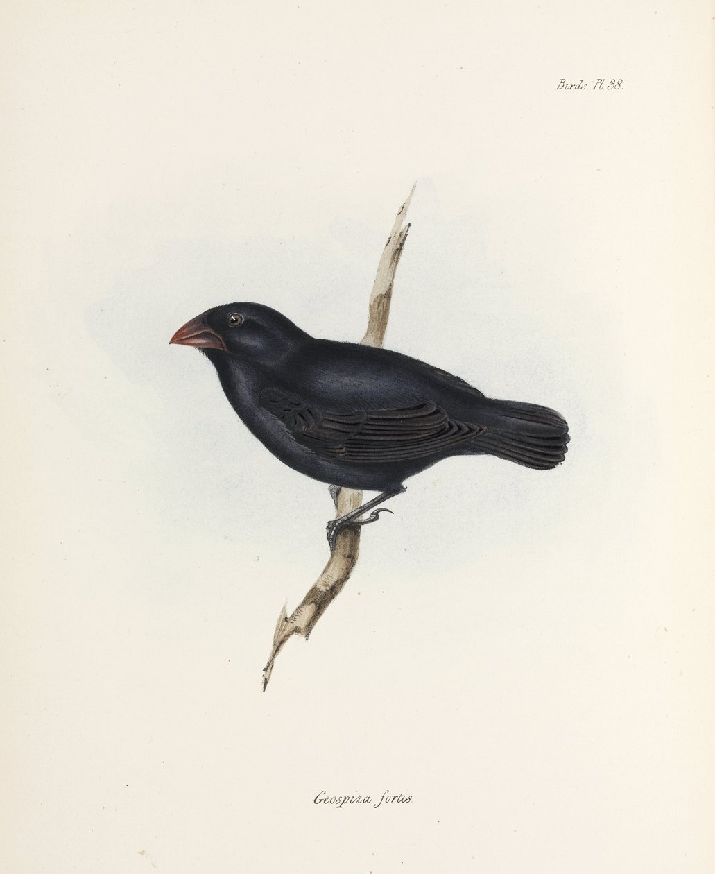 Medium Ground Finch, Galapágy, c 1832-1836 od Unbekannter Künstler