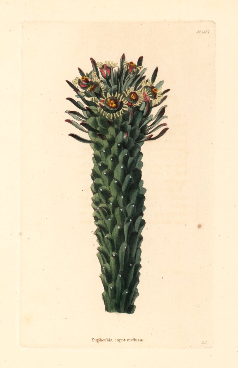 Hlava Medúzy, Euphorbia caput-medusae. Ručně kolorovaná mědirytina od George Cookea z botanického kabinetu Conrada Loddigese, Hackney. od Unbekannter Künstler