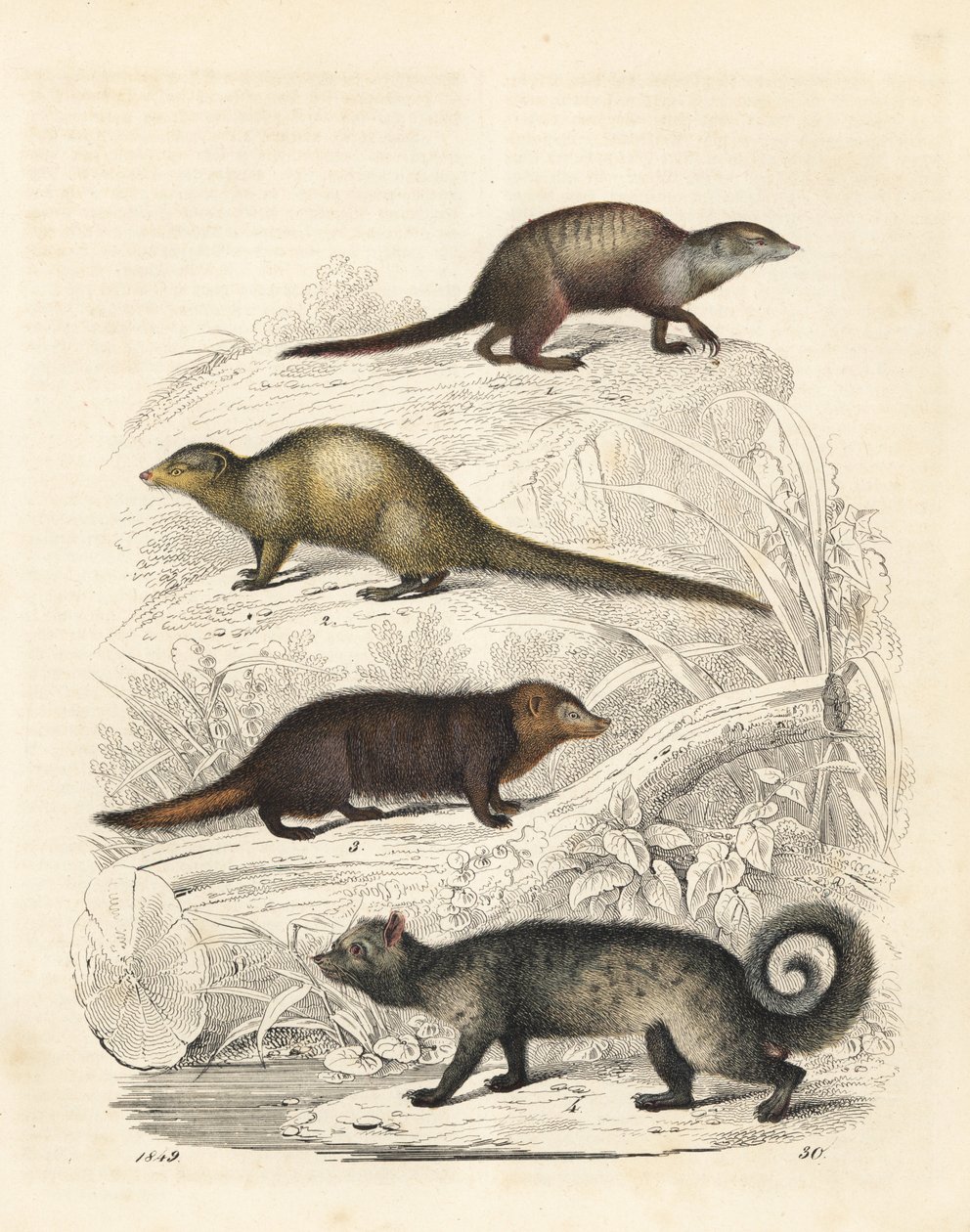 Surikata, Suricata suricatta 1, mangusta indická, Herpestes edwardsii 2, kusimansa obecná, Crossarchus obscurus 3, a cibetka asijská, Paradoxurus hermaphroditus 4. Ručně kolorovaná litografie z Knihy světa Carla Hoffmanna, Stuttgart. od Unbekannter Künstler