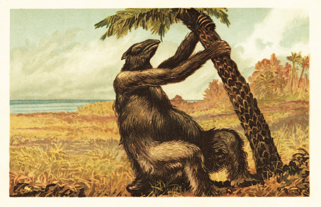 Megatherium americanum táhnoucí na palmě. 1908 (litografie) od Unbekannter Künstler