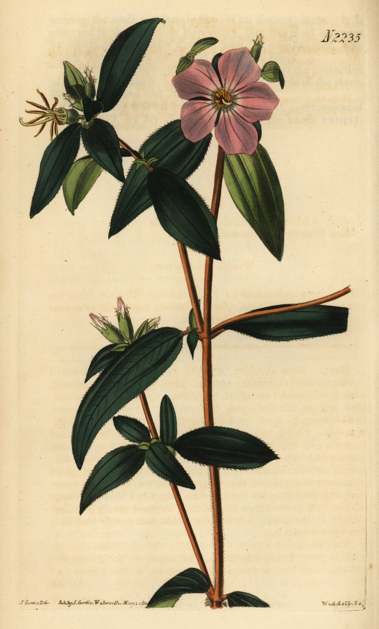 Melastoma osbeckioides. Weddellova ručně kolorovaná mědirytina podle ilustrace Johna Curtise z časopisu Samuel Curtis