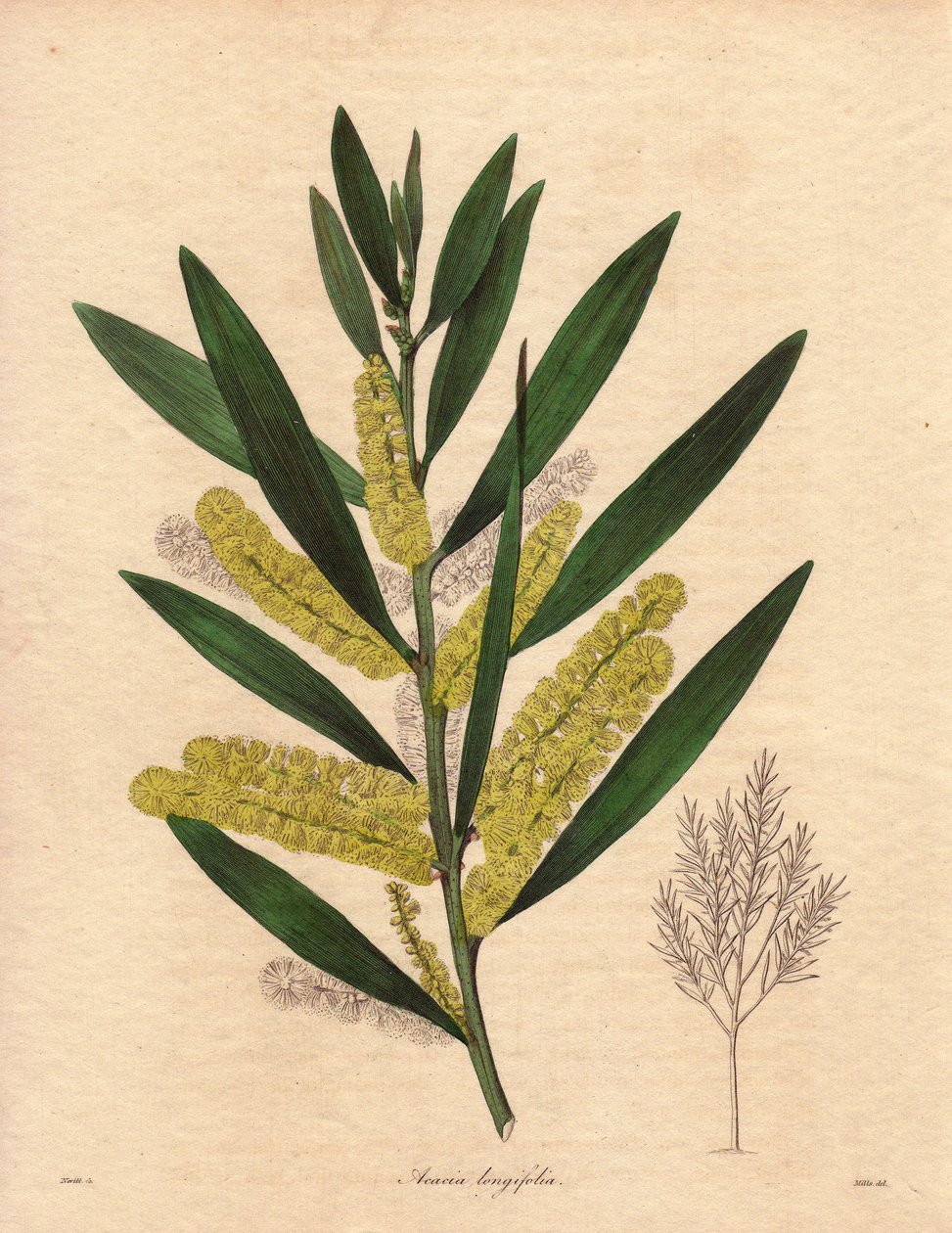 Housenice mimózy (Acacia longifolia), keř s vytrvalými listy, vysoký až 3 až 6 m, s květenstvím v dlouhých, citronově žlutých epizodách, velmi vonný. Rostlina původem z Nového Holandska (Austrálie), do Velké Británie introdukována v roce 1792. Ilustrace: R od Unbekannter Künstler