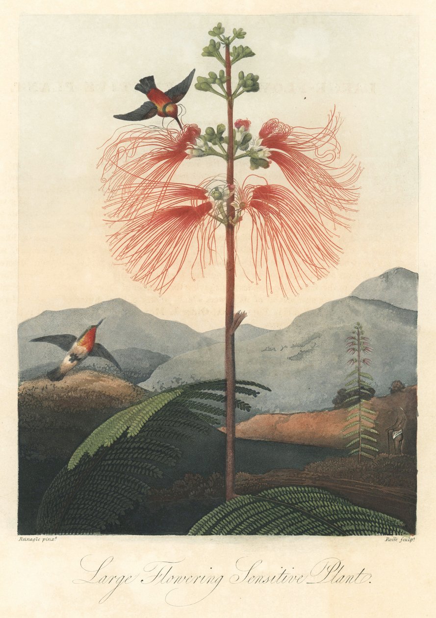 Mysl nebo citlivá mimóza s kolibříky Silná voda, výňatek z knihy The Temple of Flora, autor Dr. Robert Thornton (1768-1837) od Unbekannter Künstler