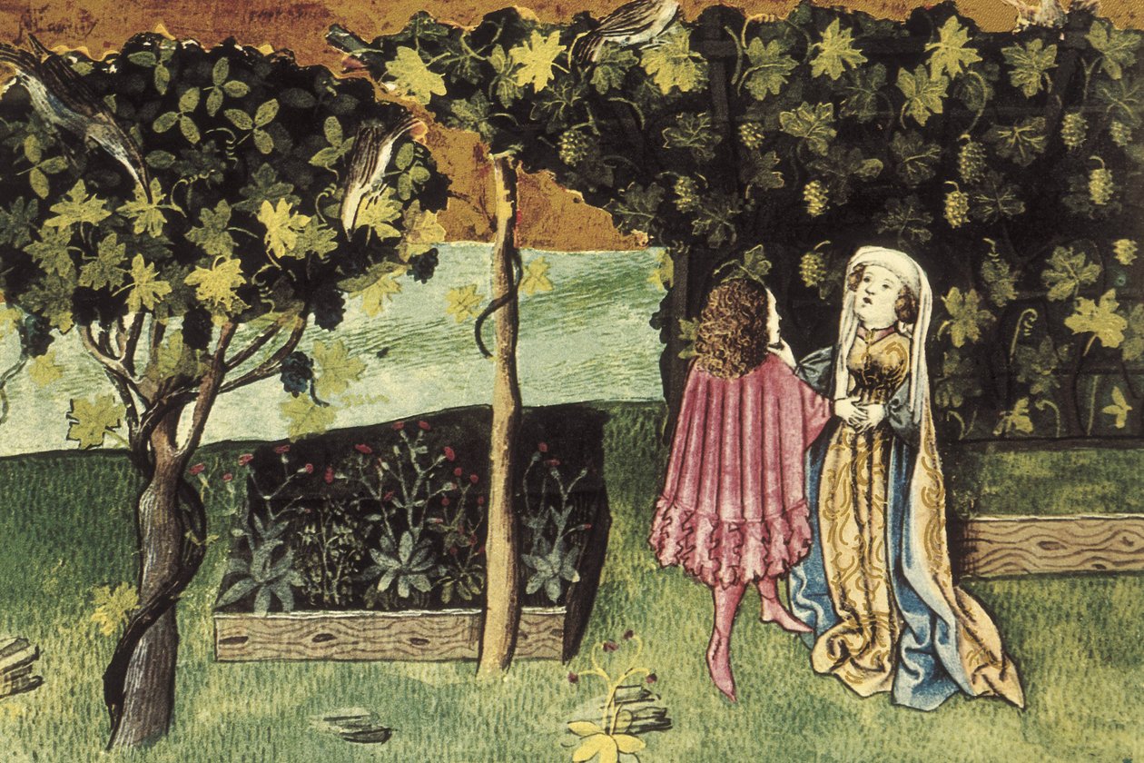 Miniatura o hroznech, ovoci, které odbourává břišní tuk a hubne - IBN BUTLAN, Abu-l Hasan al-Mujtar (asi 1001 - 1066). Nestoriánský křesťanský lékař a filosof z Bagdádu. Folio 83r. Ilustrace o hroznech, ovoci, které snižuje břišní tuk a li od Unbekannter Künstler