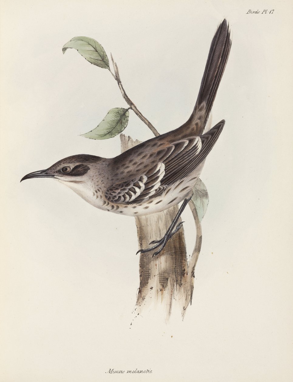 Mockingbird, Galapágy, c 1832-1836 od Unbekannter Künstler