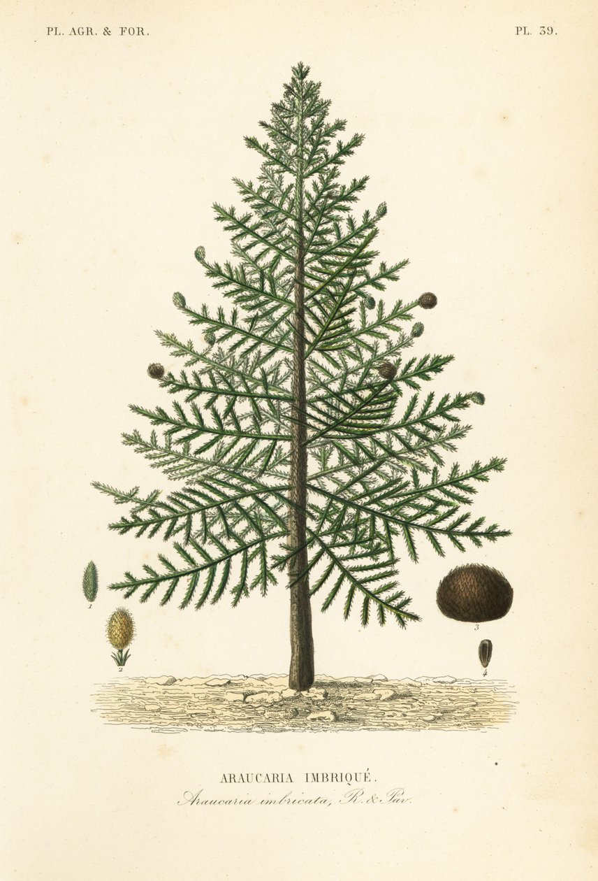 Opičí puzzle strom nebo borovice chilská, Araucaria araucana, Araucaria imbricata, Araucaria imbrique od Unbekannt