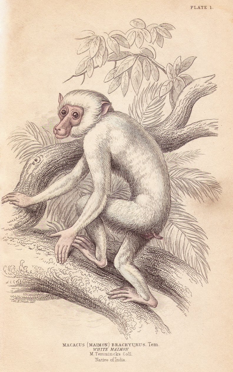 Makak maurský, Macaca maura (Macacus maimon brachyurus). Bílý maimon, pravděpodobně albínské mládě. Ručně kolorovaná ocelorytina od Lizarse podle ilustrace Charlese Hamiltona Smithe z Naturalist