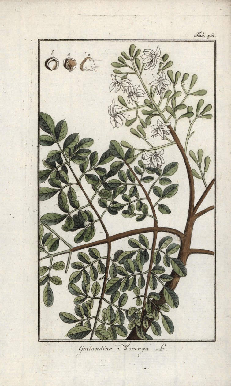 Moringa (Moringa oleifera). Litografie z knihy "Afbeelding der Artseny-Gewassen" od Johannese Zorna (1739-1799), Nizozemsko. od Unbekannter Künstler