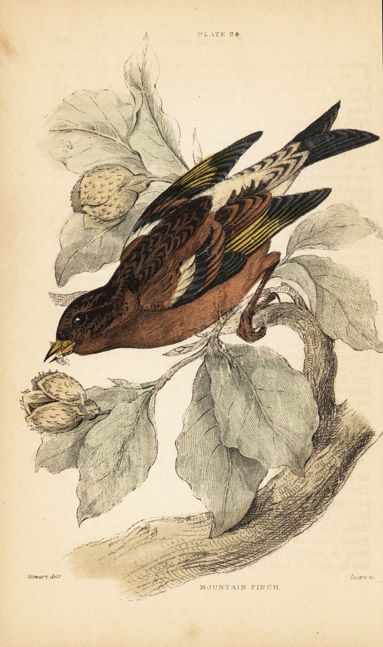 Pěnkava horská nebo ostružiník, Fringilla montifringilla.1889 (rytina) od Unbekannter Künstler