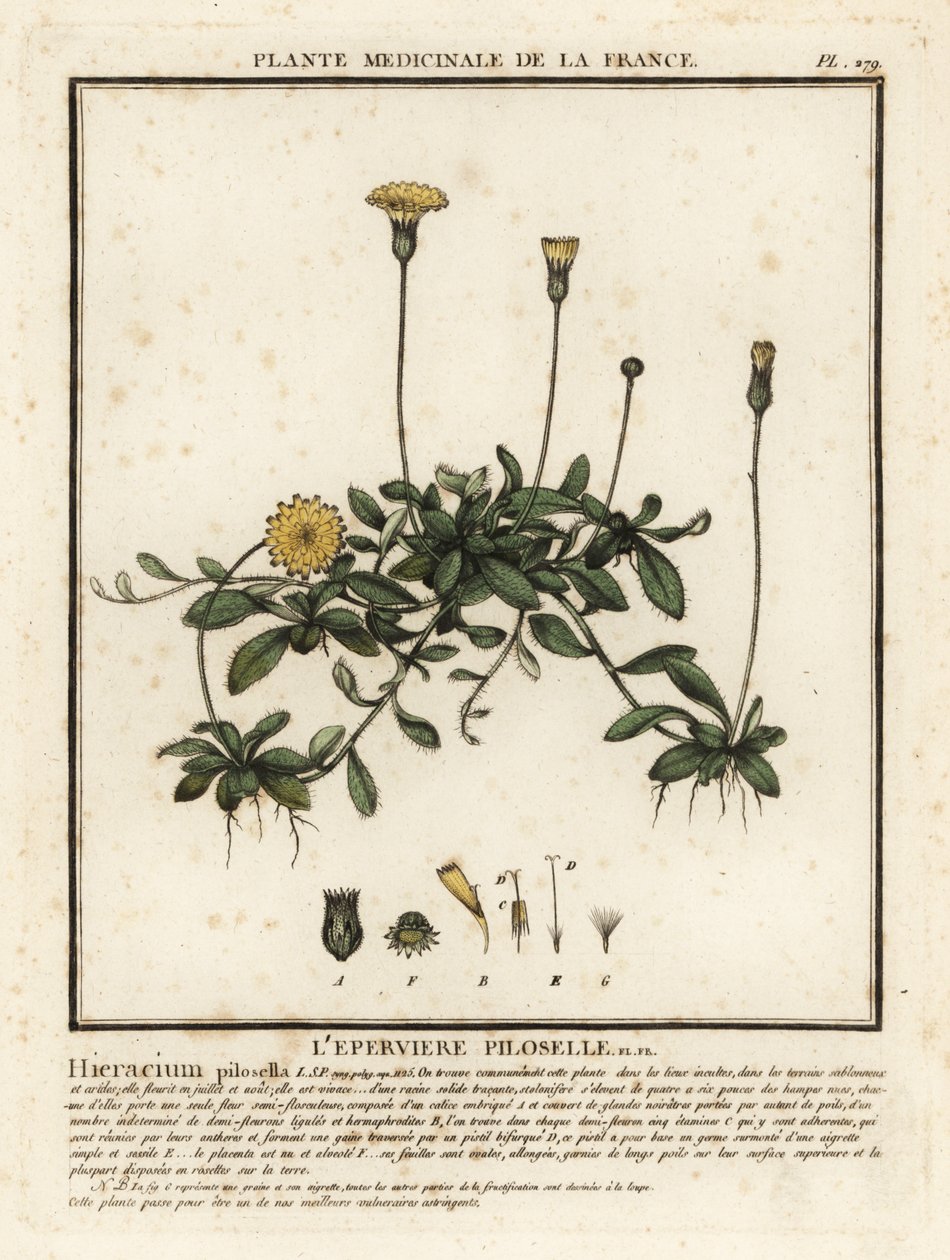 Jestřábník ušatý, Pilosella officinarum. od Unbekannter Künstler