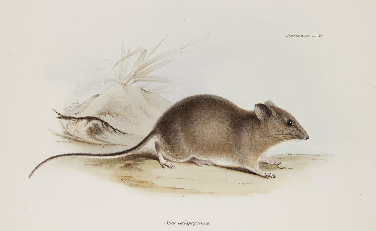 Myš, Galapágy, c 1832-1836 od Unbekannter Künstler
