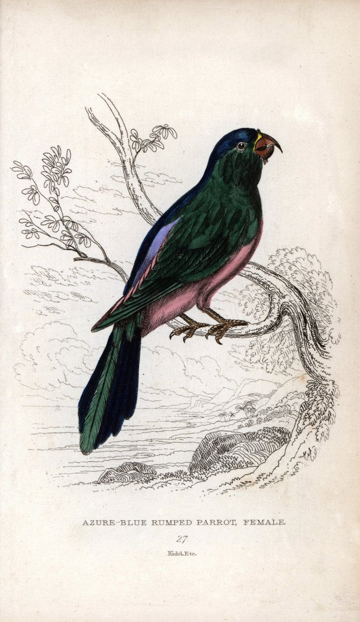 Papoušek Müllerův, Tanygnathus sumatranus. Psittacus cyanopygius (samice). Litografie Josepha Kidda podle kresby Johna Audubona v Miscellany of Natural History: Lauder a kapitán Thomas Brown, vydáno v Edinburghu, Sco od Unbekannter Künstler