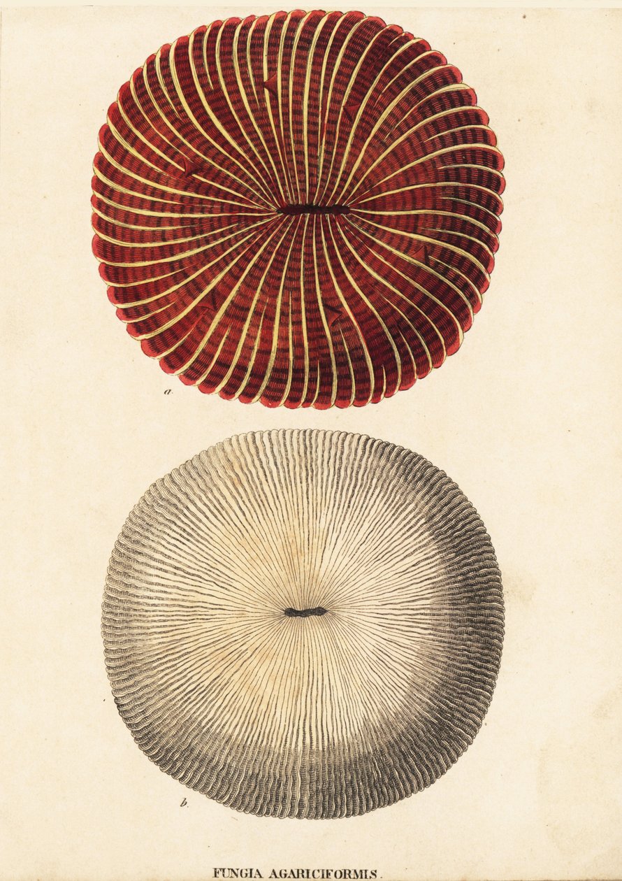 Houbový korál, Fungia fungites (Fungia agariciformis). Ručně kolorovaná ocelorytina z přírodovědné galerie Georga Friedricha Treitschkeho, Naturhistorischer Bildersaal des Thierreiches, Liepzig-1842. od Unbekannter Künstler