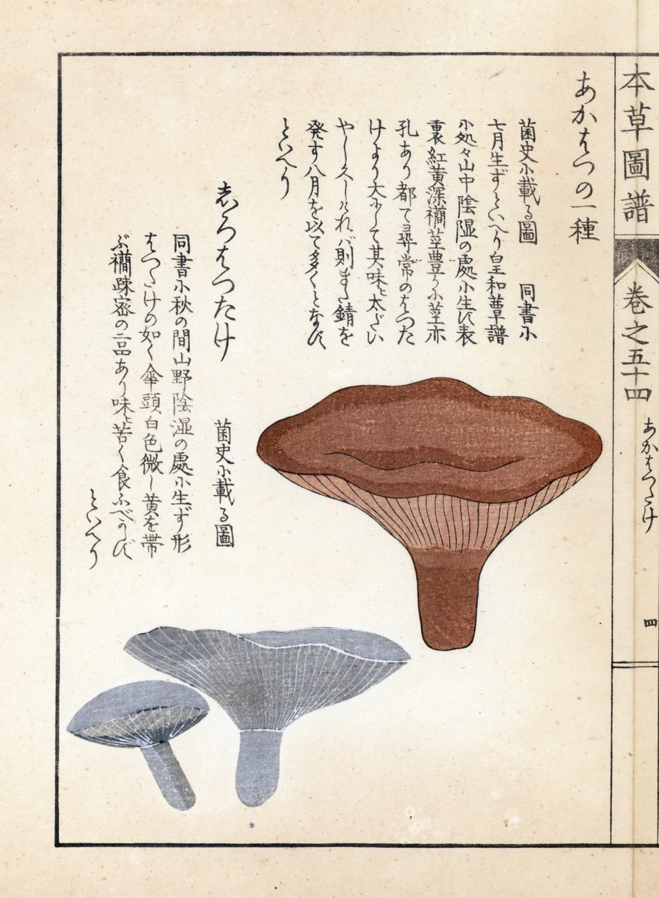 Houby: akahatsu lacatire a bílá shirohatsudake - japonský tisk od Kanena Iwasakiho (1786-1842), z knihy Honzo Zufu, obrazový průvodce léčivými rostlinami. od Unbekannter Künstler