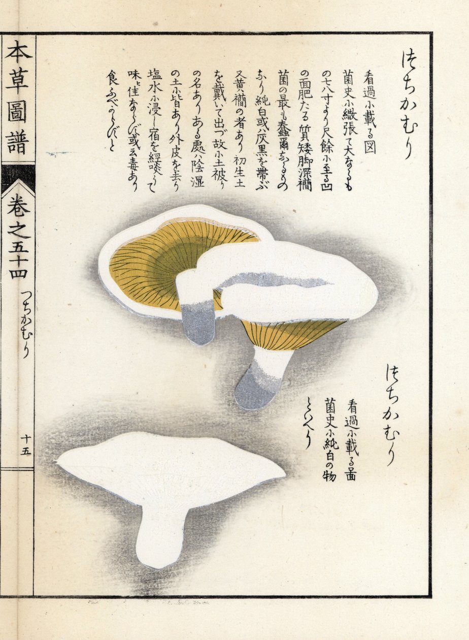 Houby: mléčný pepř - japonský tisk od Kanena Iwasakiho (1786-1842), z knihy Honzo Zufu, obrazový průvodce léčivými rostlinami od Unbekannter Künstler