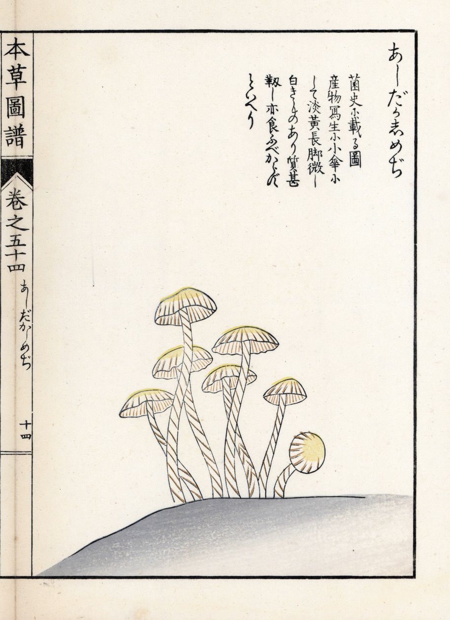 Houby: šimedži ašitaka - japonský tisk od Kanena Iwasakiho (1786-1842), z knihy Honzo Zufu, obrazový průvodce léčivými rostlinami od Unbekannter Künstler
