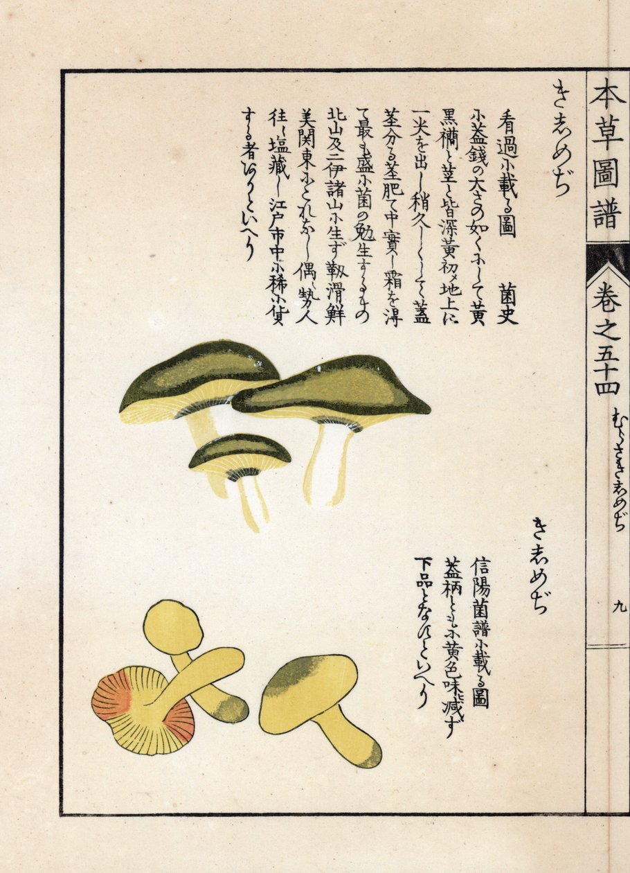 Houby: odrůdy koňských tricholomů neboli rytířů (nebo žlutých) - japonský tisk od Kanena Iwasakiho (1786-1842), z publikace Honzo Zufu, obrazový průvodce léčivými rostlinami. od Unbekannter Künstler