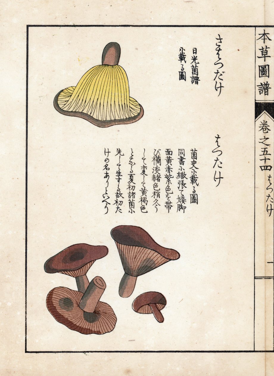 Houby: odrůdy mléčných předků (jedlé) - japonský tisk od Kanena Iwasakiho (1786-1842), z knihy Honzo Zufu, obrazový průvodce léčivými rostlinami od Unbekannter Künstler