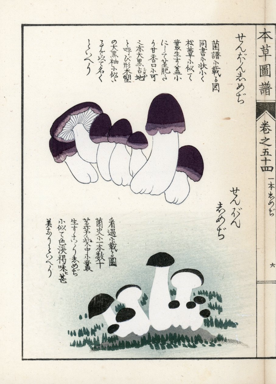Houby: odrůdy šimedži (jedlé) - japonský tisk od Kanena Iwasakiho (1786-1842), z knihy Honzo Zufu, obrazový průvodce léčivými rostlinami od Unbekannter Künstler