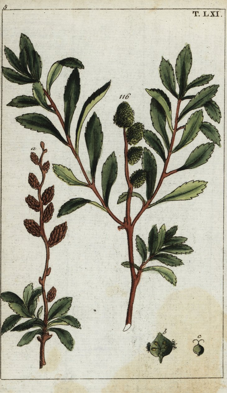 Myrica vichřice od Unbekannter Künstler