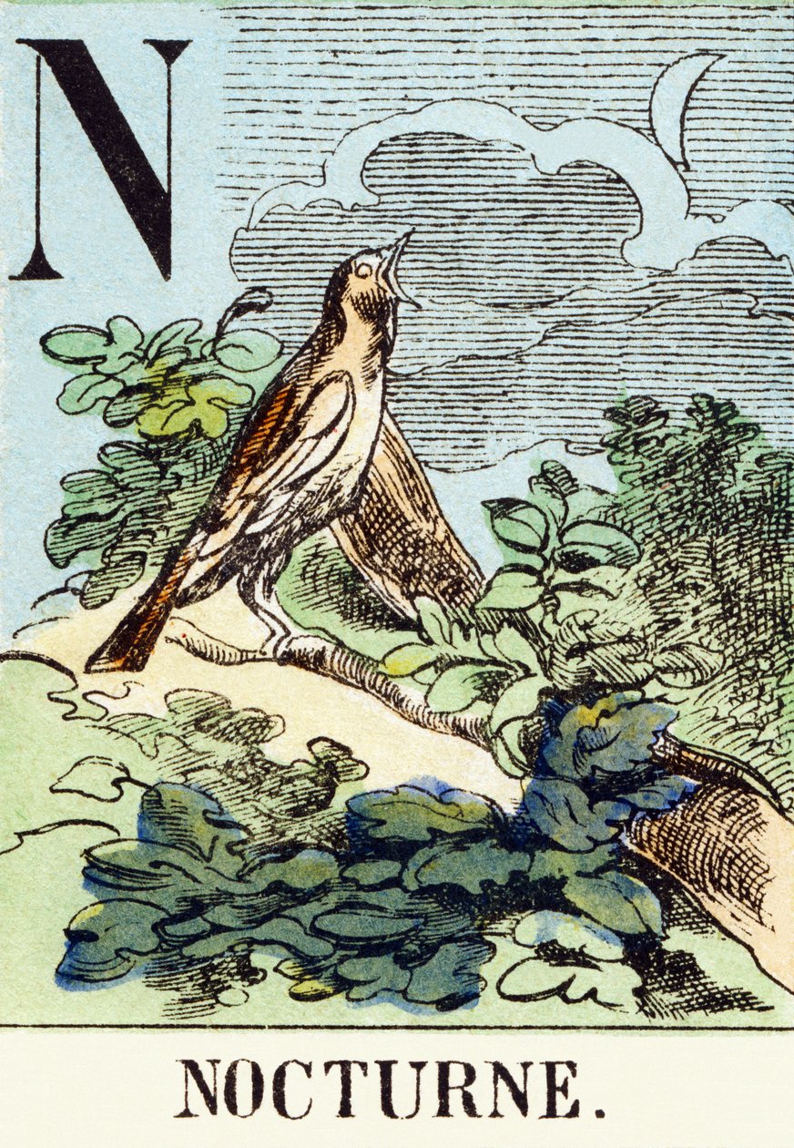 N : Nocturne - The Hunting Alphabet, c.1890 (rytina) od Unbekannt