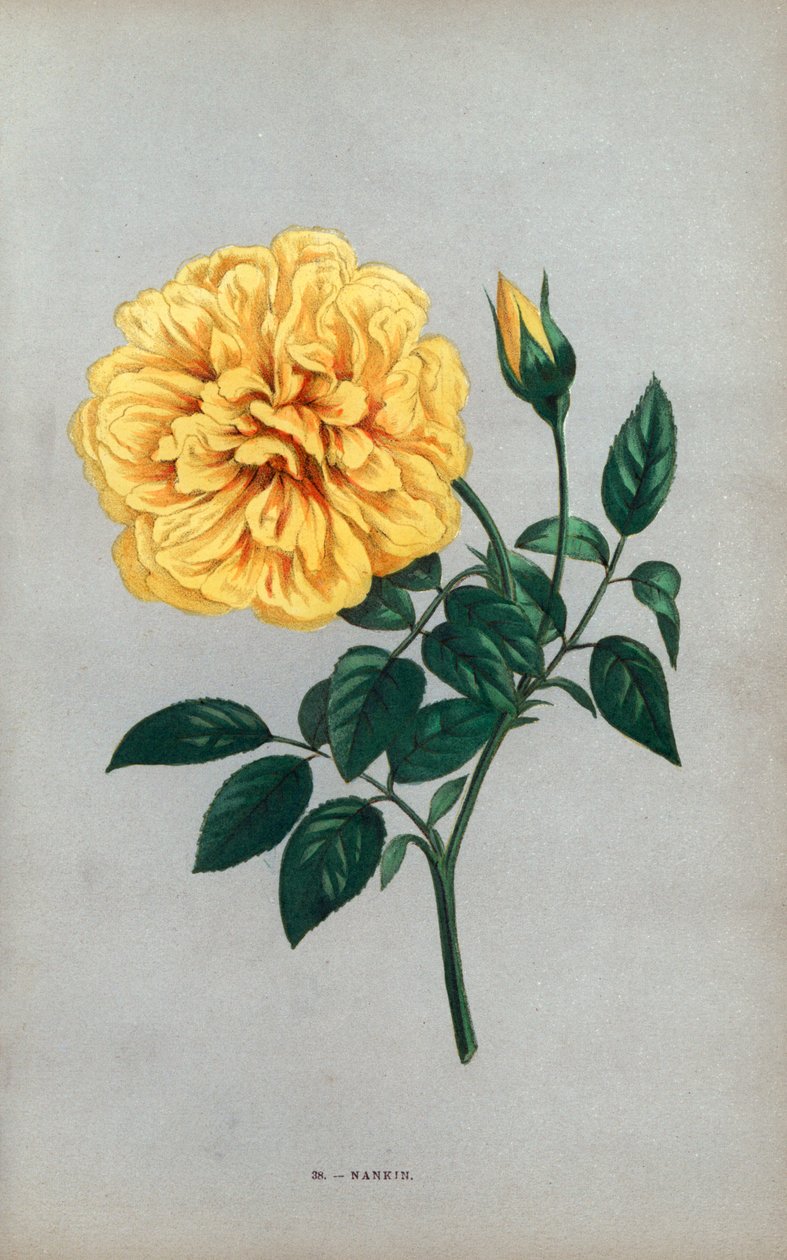 Nanjingská růže, žlutá odrůda čajové růže vyšlechtěná panem Ducherem v Lyonu v roce 1871. Chromolitografie nakreslená a litografovaná podle přírody F. Grobonem podle knihy Hippolyte Jamaina a Eugena Forneyho "Les Roses", Paříž, J. Rothschild. od Unbekannter Künstler