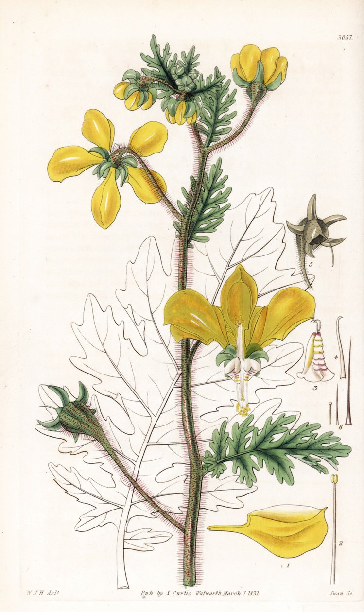 Nasa urens (Hispid loasa, Loasa hispida). Ručně kolorovaná mědirytina od Swana podle ilustrace Williama Jacksona Hookera z časopisu Samuela Curtise "Botanical Magazine", Londýn. od Unbekannter Künstler