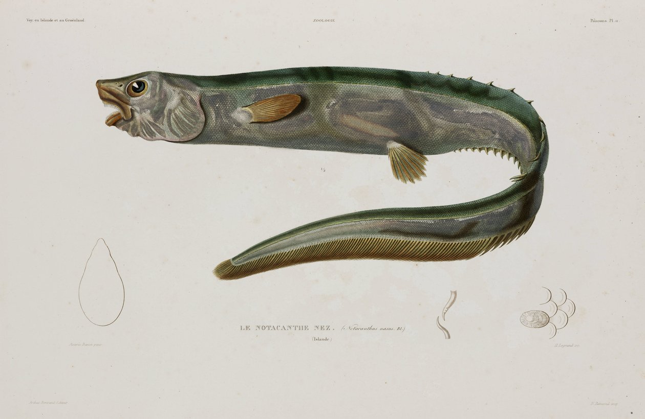 Natacanthus nasus, Island, počátek 19. století od Unbekannter Künstler