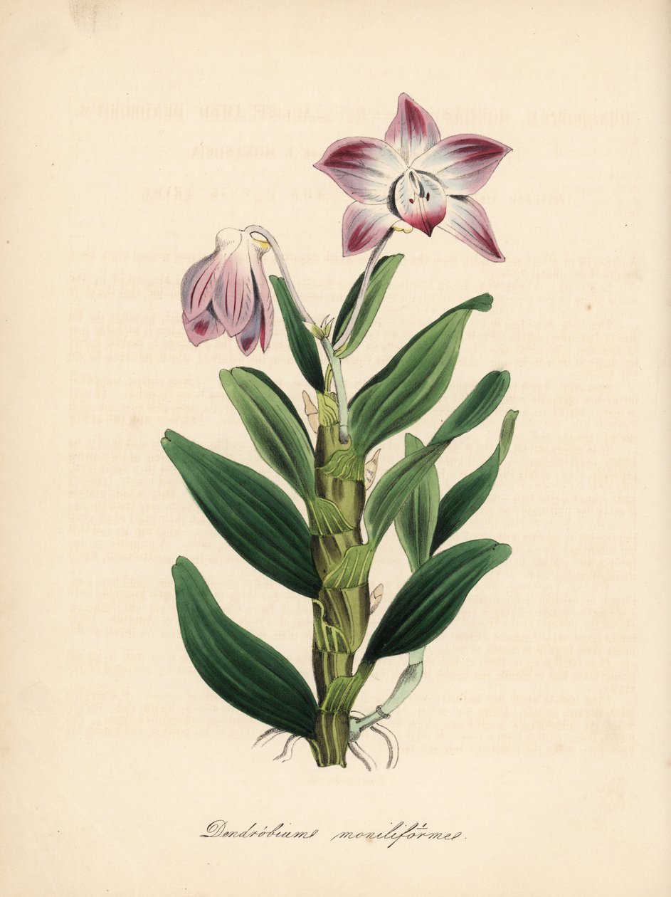 Náhrdelníková orchidej Dendrobium moniliforme, Dendrobium moniliforme. Ručně kolorovaná zinkografie C. Chabota nakreslená slečnou M. A. Burnettovou z její knihy "Plantae Utiliores: or Illustrations of Useful Plants", Whittaker, London. od Unbekannter Künstler