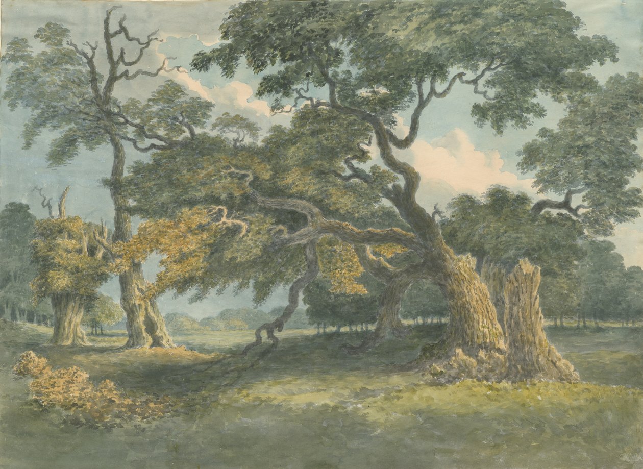 Needwood - Oak Tree: malba akvarelem, nd [~19. století] od Unbekannt