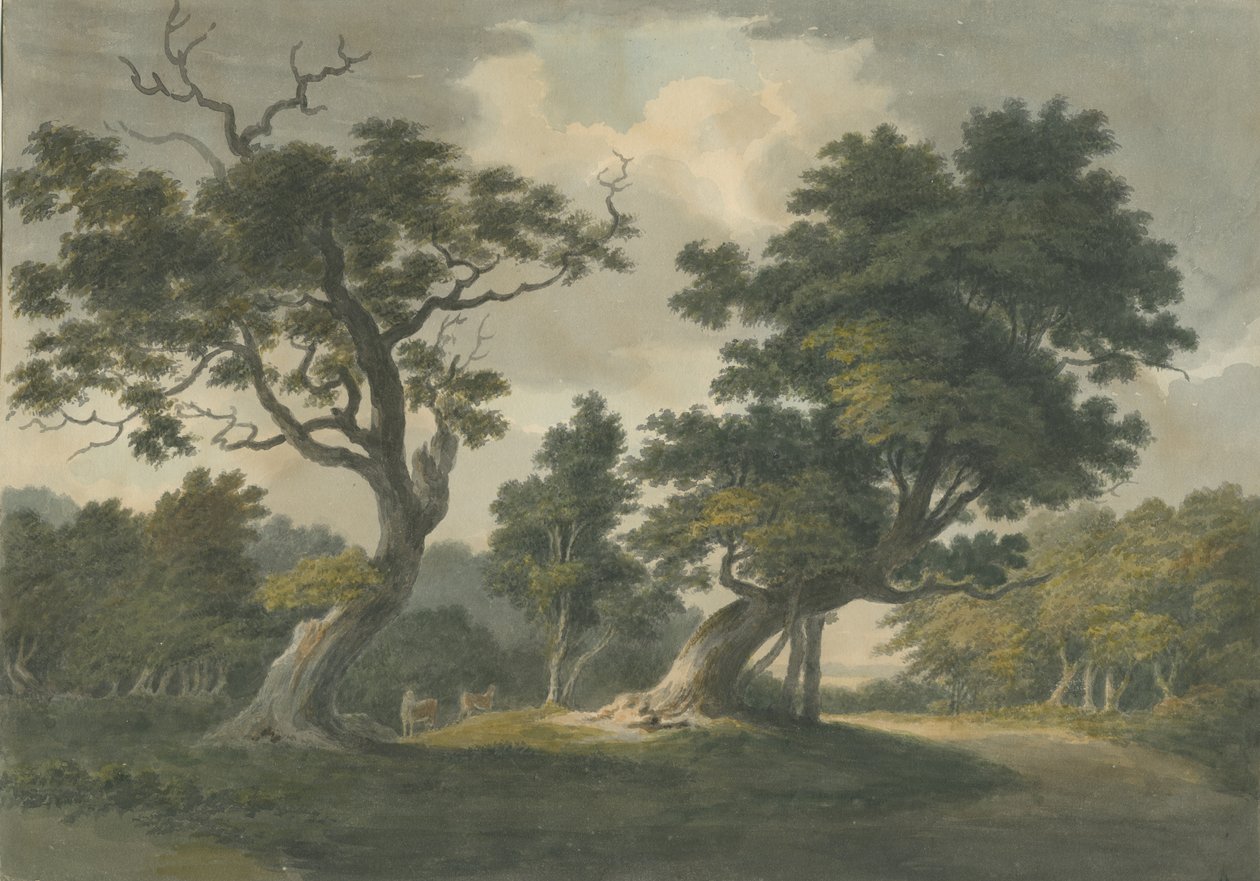Needwood Forest: malba akvarelem a [počátek 19. století] od Unbekannt