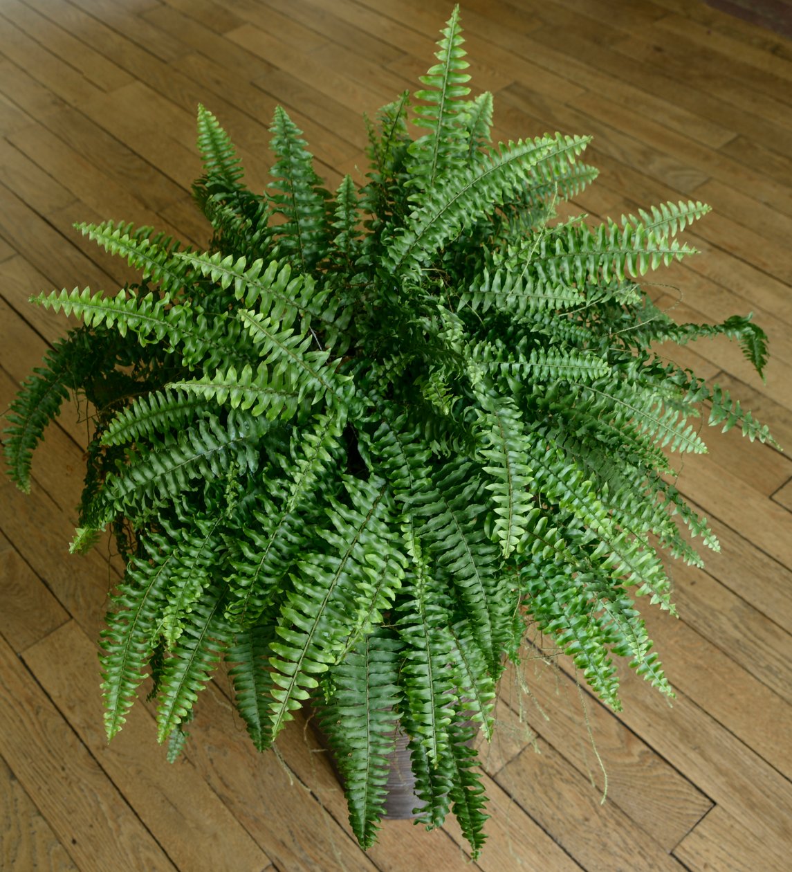 Nephrolepis exaltata, kapradina v domě od Benjamin Baud