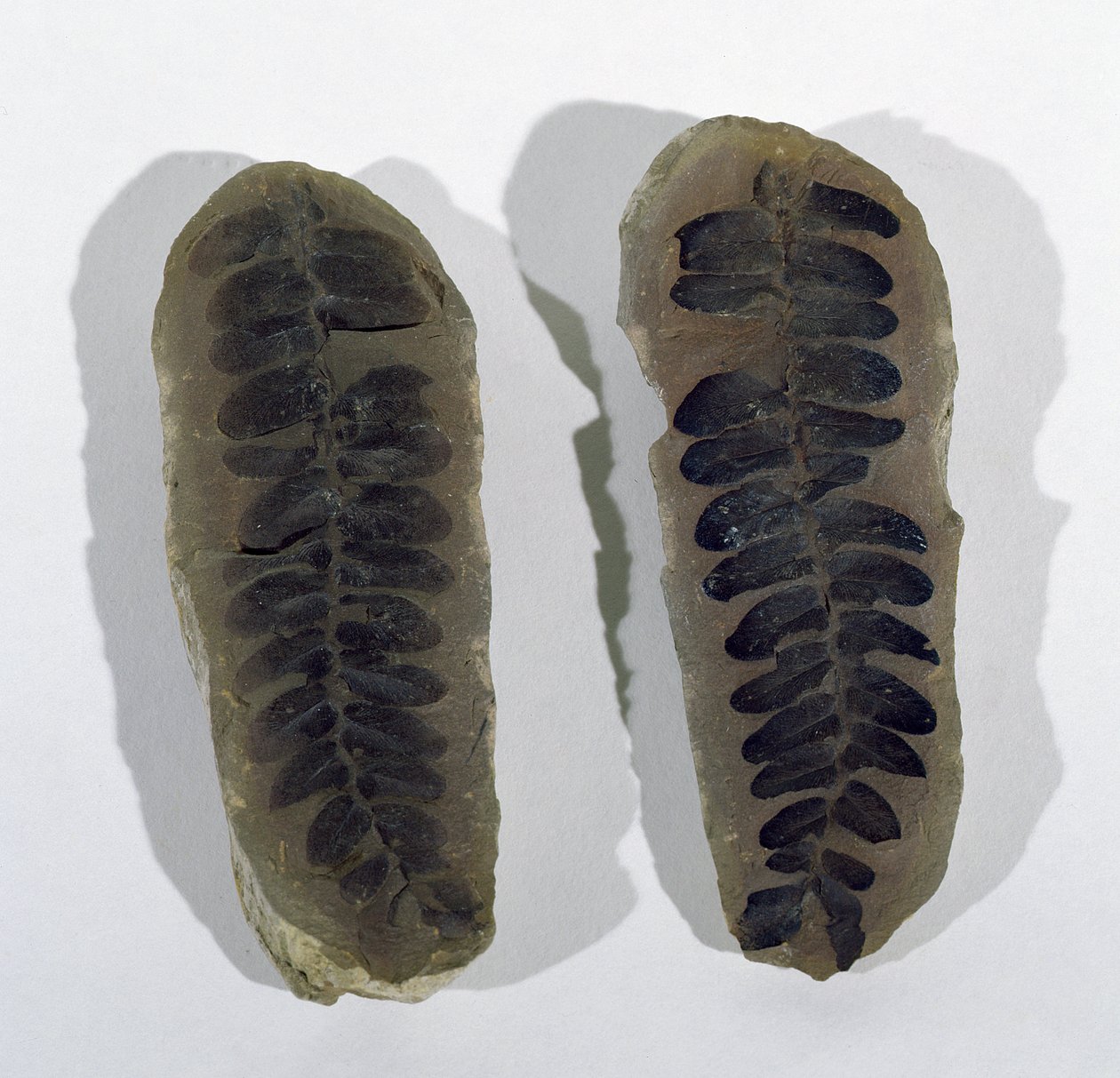 Neuropteris (Frond of Sea Fern) nalezený v Coseley, Staffordshire, období svrchního karbonu (foto) od Unbekannt