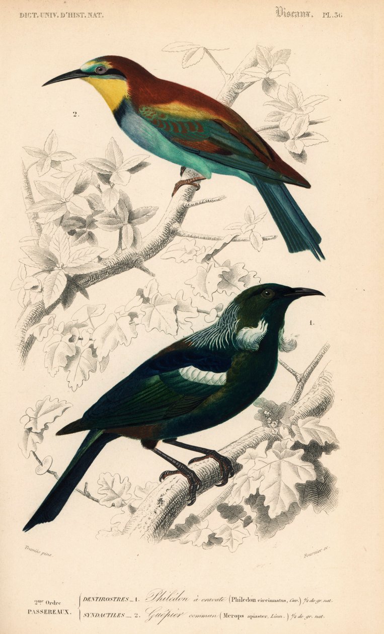 Novozélandský pták tui, Prosthemadera novaeseelandiae, a evropský včelojed, Merops apiaster. Fournierova ručně kolorovaná rytina podle ilustrace Edouarda Traviese z Dictionnaire Universale d