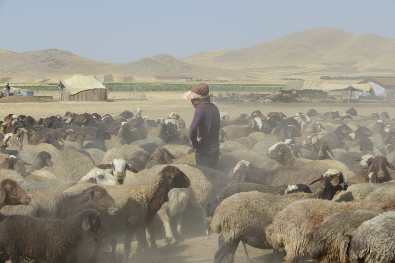 Nomádské stany mezi Tamar a Ashkhaneh, Írán 2022 (fotografie) od Unbekannter Künstler