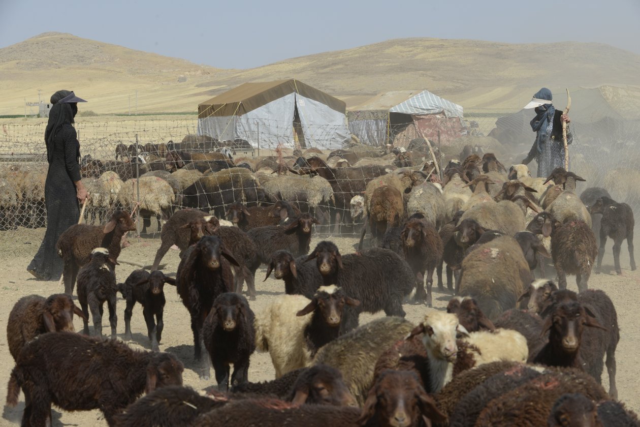 Nomádské stany mezi Tamar a Ashkhaneh, Írán 2022 (fotografie) od Unbekannter Künstler